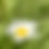 Thumbnail: Oxeye Daisy-Leucanthemum vulgare