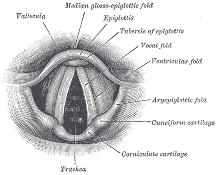 FISIOLOGIA APPLICATA VOCALE