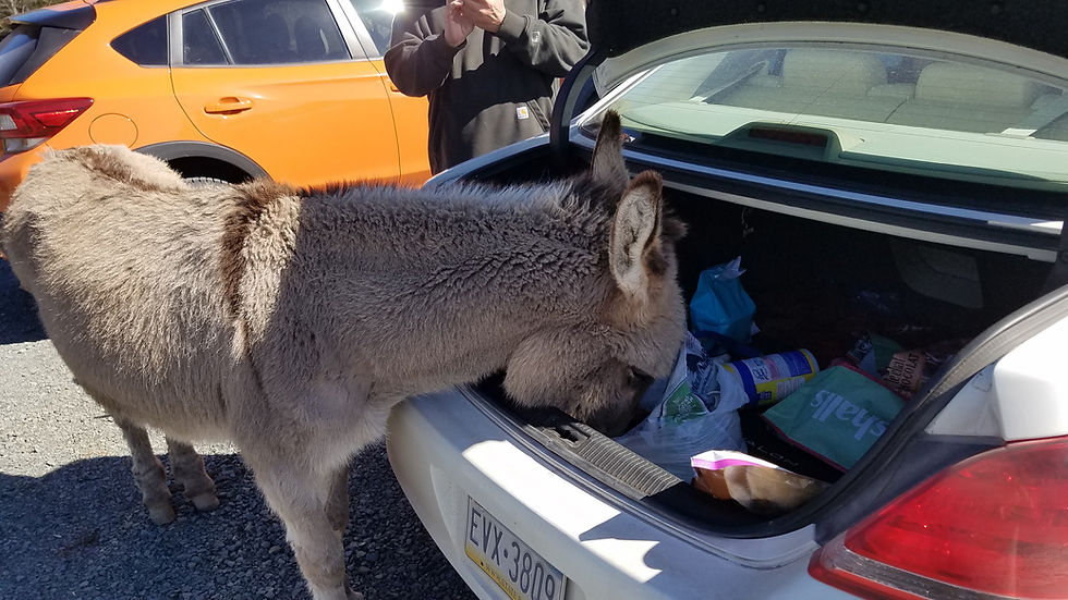 Ted trying out his new digs- Helping with the groceries and meeting the grandson.
