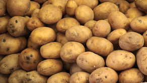 Harvesting Potatoes With The Tots