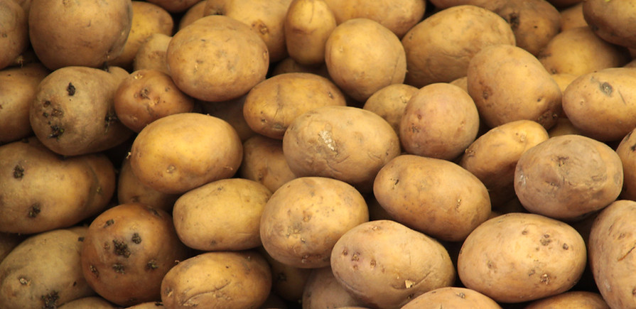 Pommes de terre Russet