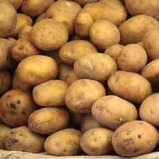 Organic Starch