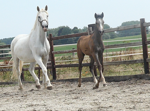 Schermafbeelding 2022-07-26 om 16.54.21 kopie.png