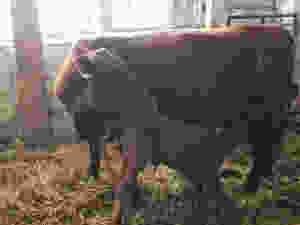 momma cow and her baby calf love