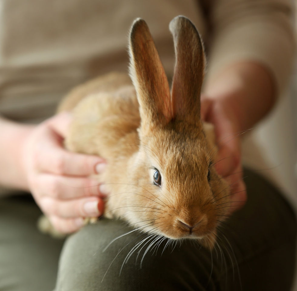 Bunny on a persons lap. Can I have a pet in strata?