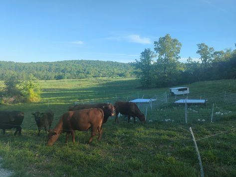 What even is a "Farmstead"?