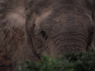 L'Addo Elephant National Park