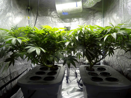 Cannabis plants growing inside a controlled greenhouse