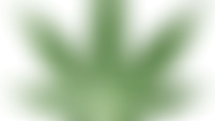 Cannabis leaf illustrating 2026 ballot measures in Massachusetts and Idaho that could move state policy in opposite directions