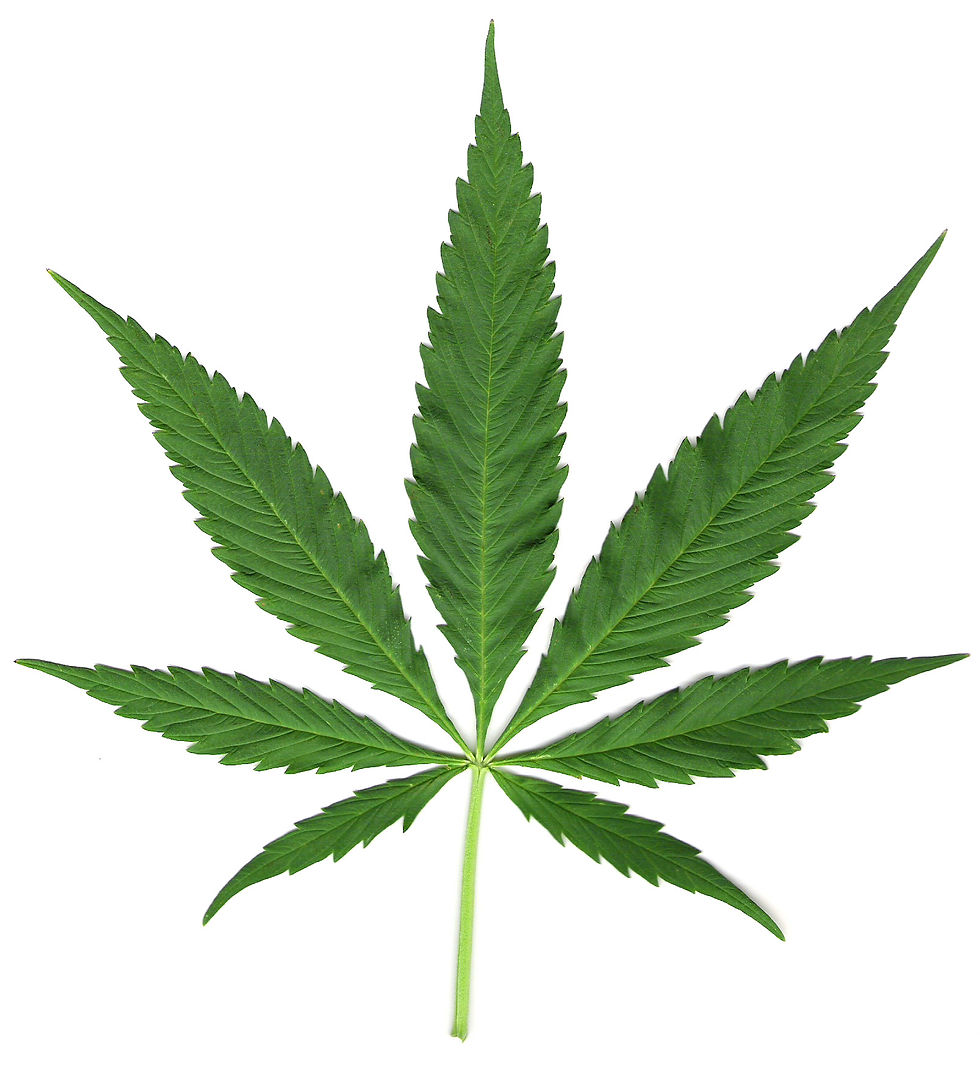 Cannabis leaf illustrating 2026 ballot measures in Massachusetts and Idaho that could move state policy in opposite directions