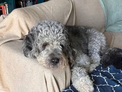 Canoga Park Woman Sues LAPD After Officer Fatally Shoots Family Dog