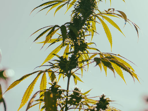 Close-up of a cannabis plant in sunlight