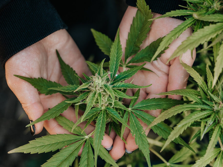 GLP-1 Weight Loss Drug Boom Forces Cannabis Industry to Rethink Products and Consumer Strategy