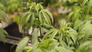 Nebraska Finalizes Permanent Medical Marijuana Regulations After Governor's Approval