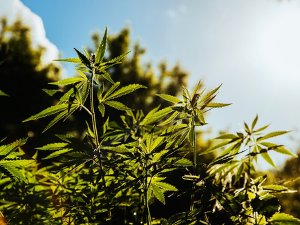 Texas Medical Marijuana Industry Grows Rapidly With New Patients, Operators and Expanded Access