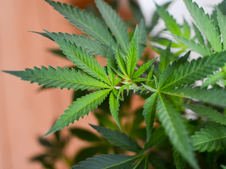 North Carolina Pushes Cannabis Decriminalization Toward a Public Vote