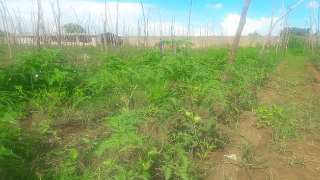 Tomato Test GrowPro