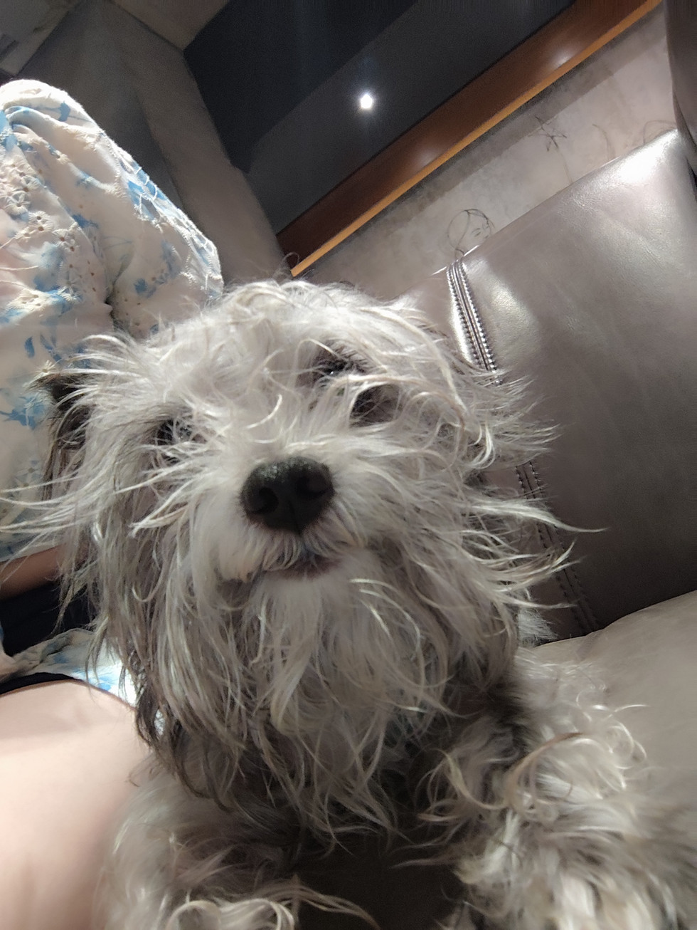 20251013 - Photo by Amber of her puppy in Dallas, Texas