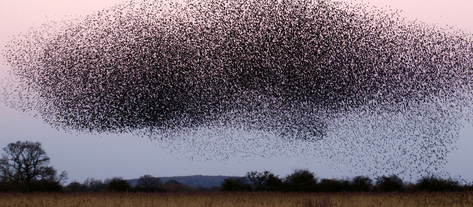 Thinking About Emergence: Conditions That Shape What Unfolds