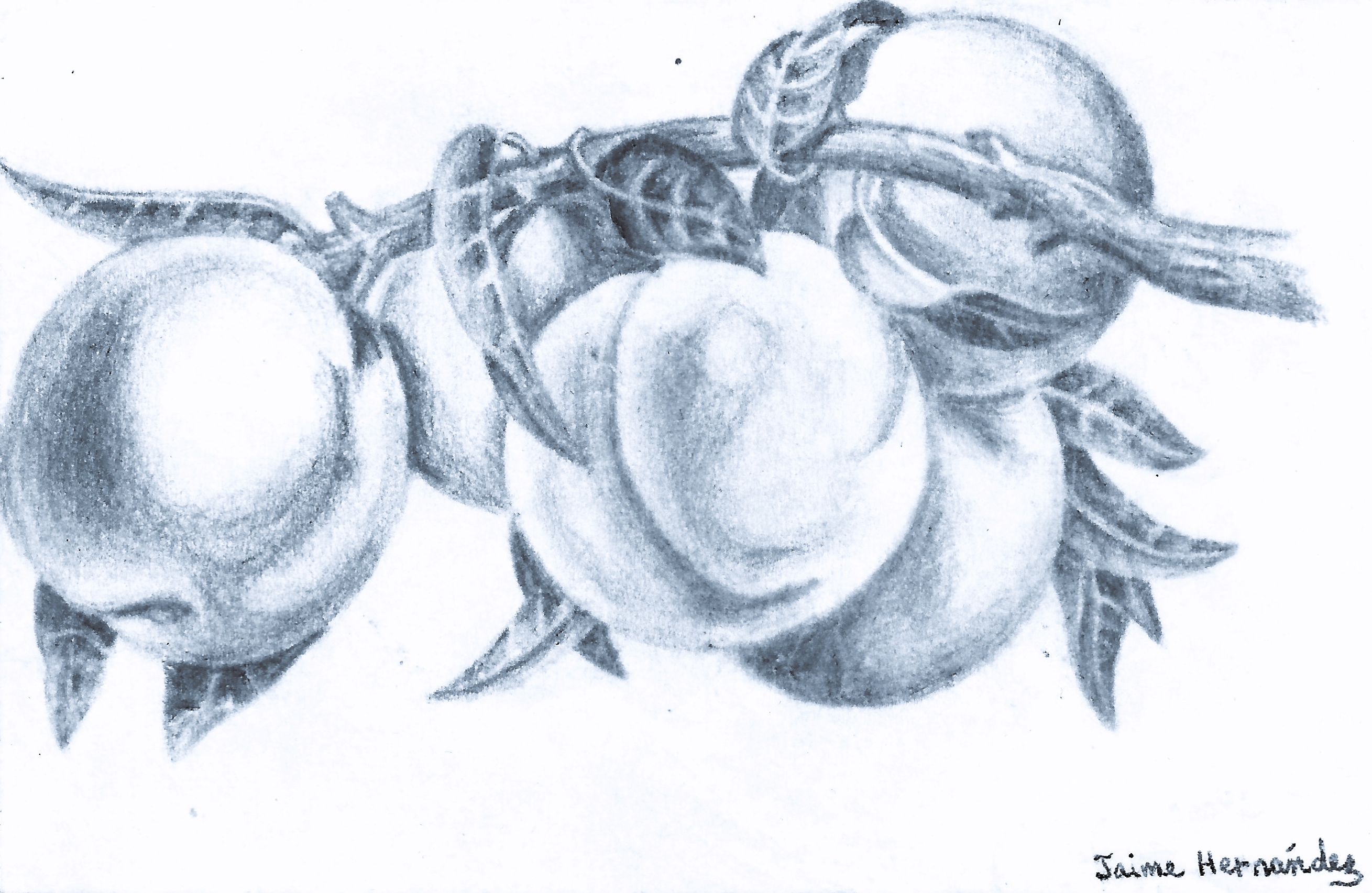 Peaches on Branch