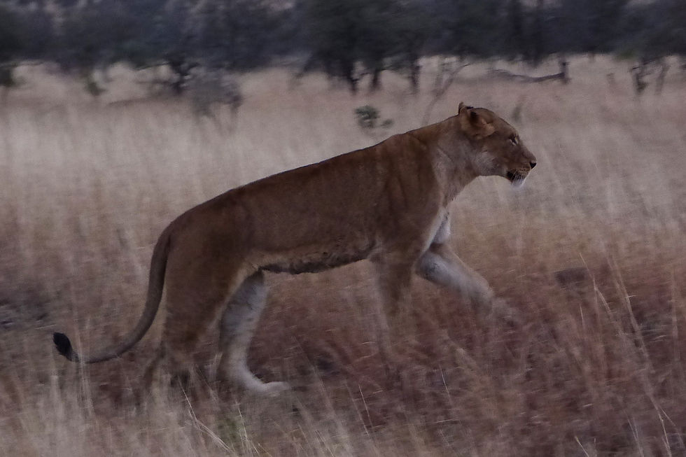 Lioness in the bush