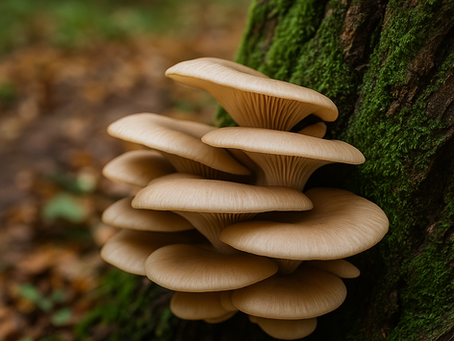 hlíva ústřičná na stromě