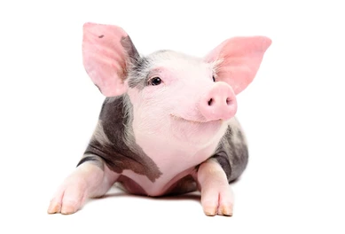 BEM-ESTAR ANIMAL, É MUITO MAIS DO QUE O BEM-ESTAR DO ANIMAL