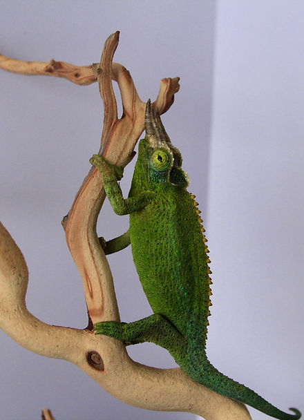 Jackson Chameleon | Animal Ark Pet Store