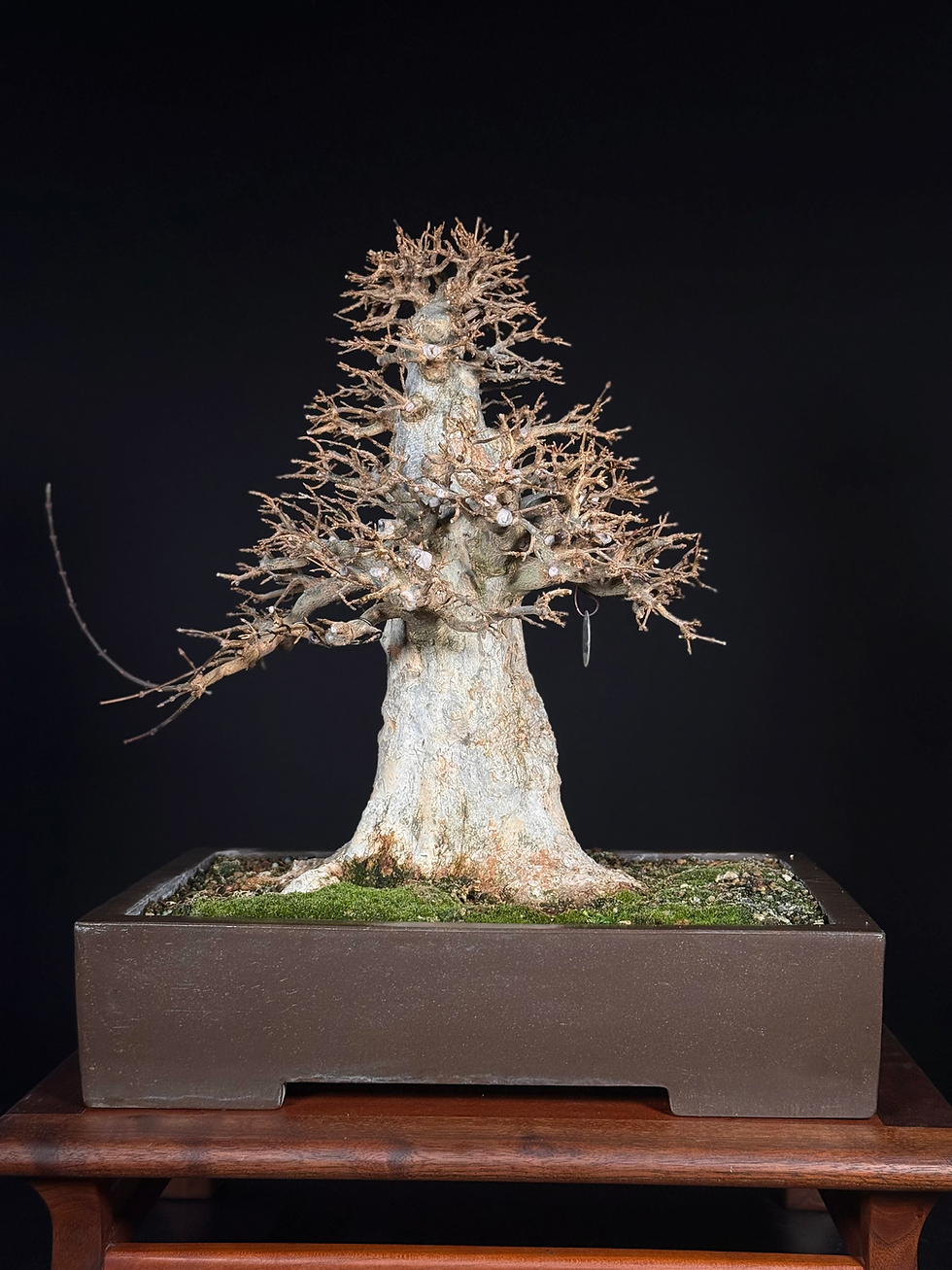 Thumbnail: Trident Maple 
