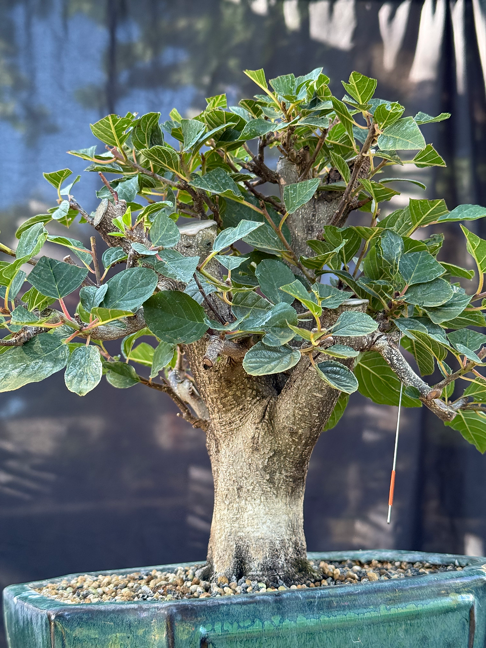 Thumbnail: D53 Buckthorn