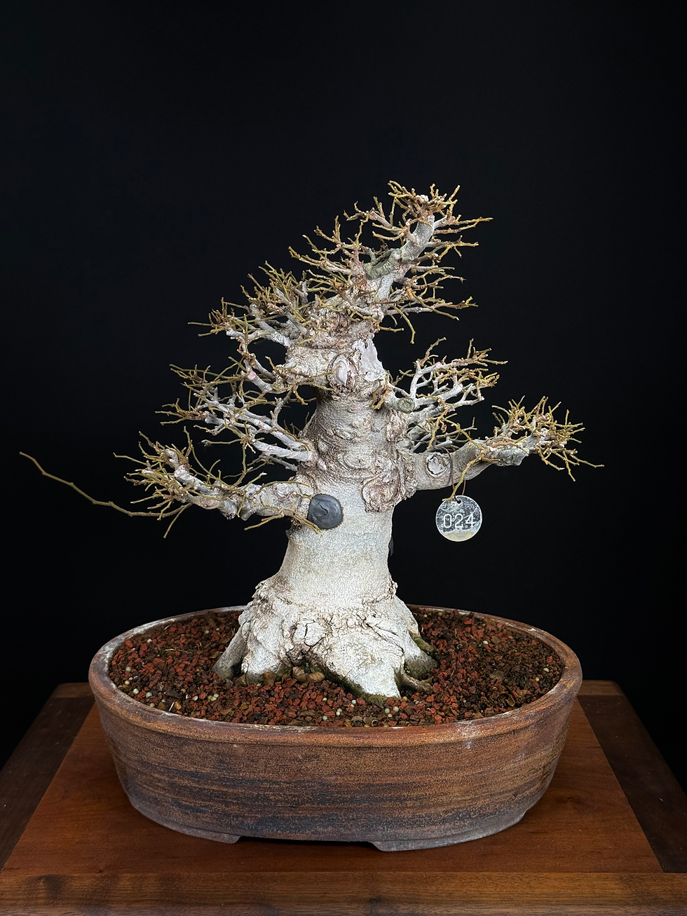 Thumbnail: Chinese Hackberry 