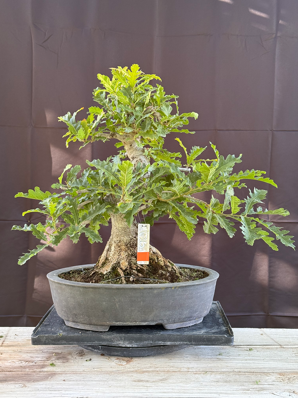 Thumbnail: O6 Bur Oak