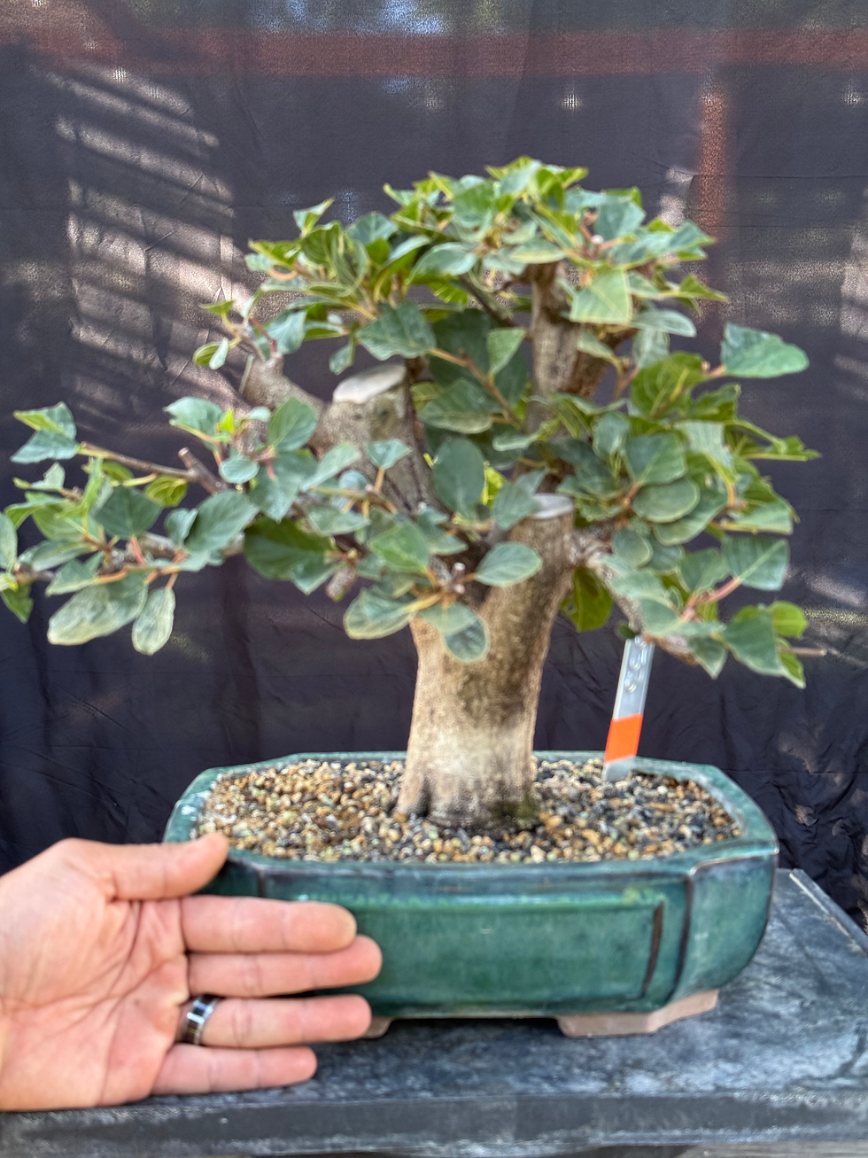 Thumbnail: D53 Buckthorn