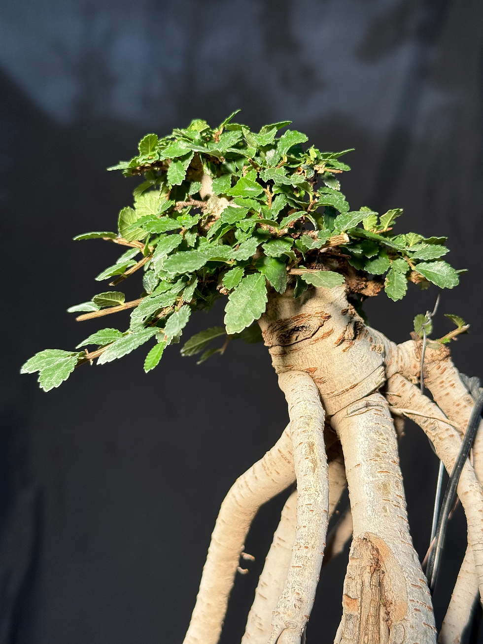 Thumbnail: DE8 Chinese Elm
