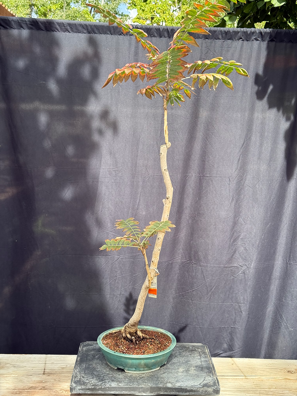 Thumbnail: D10 Smooth Sumac 