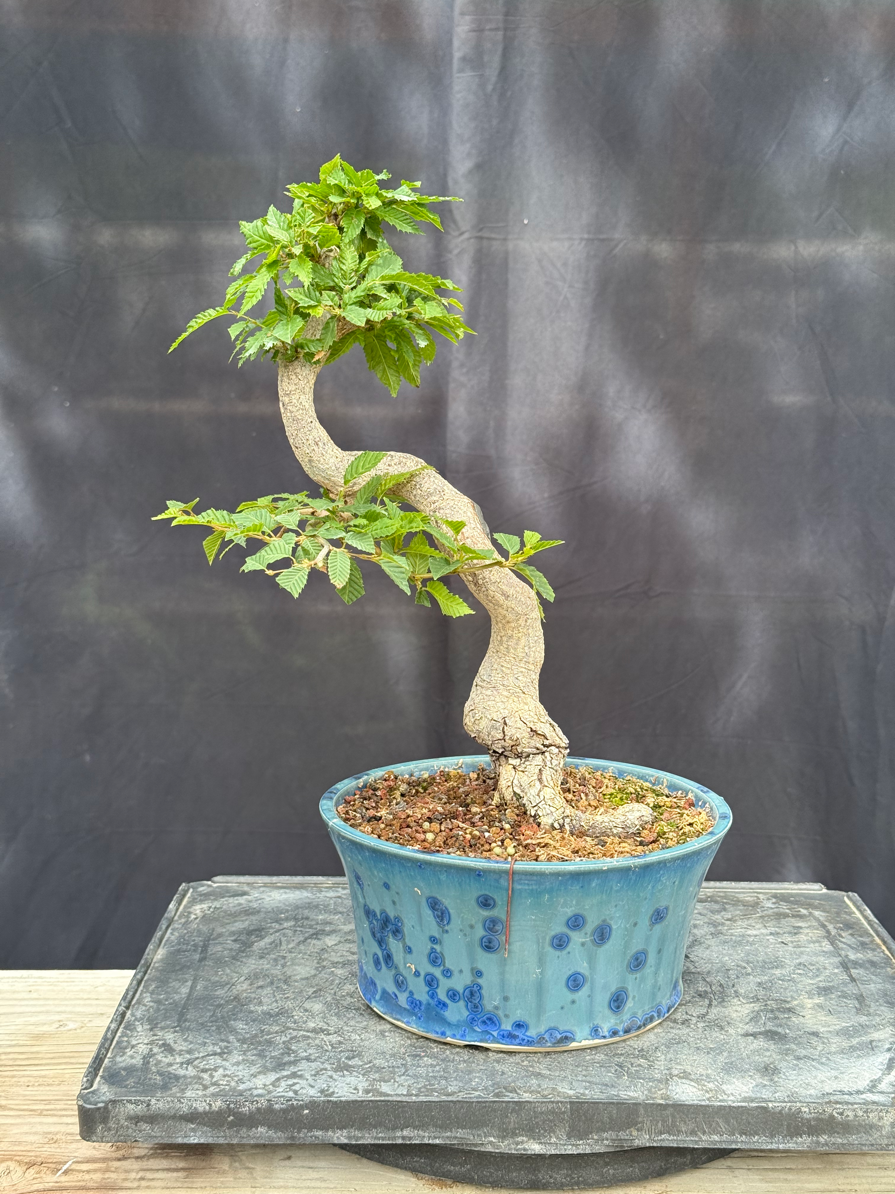 D32 Japanese Hornbeam