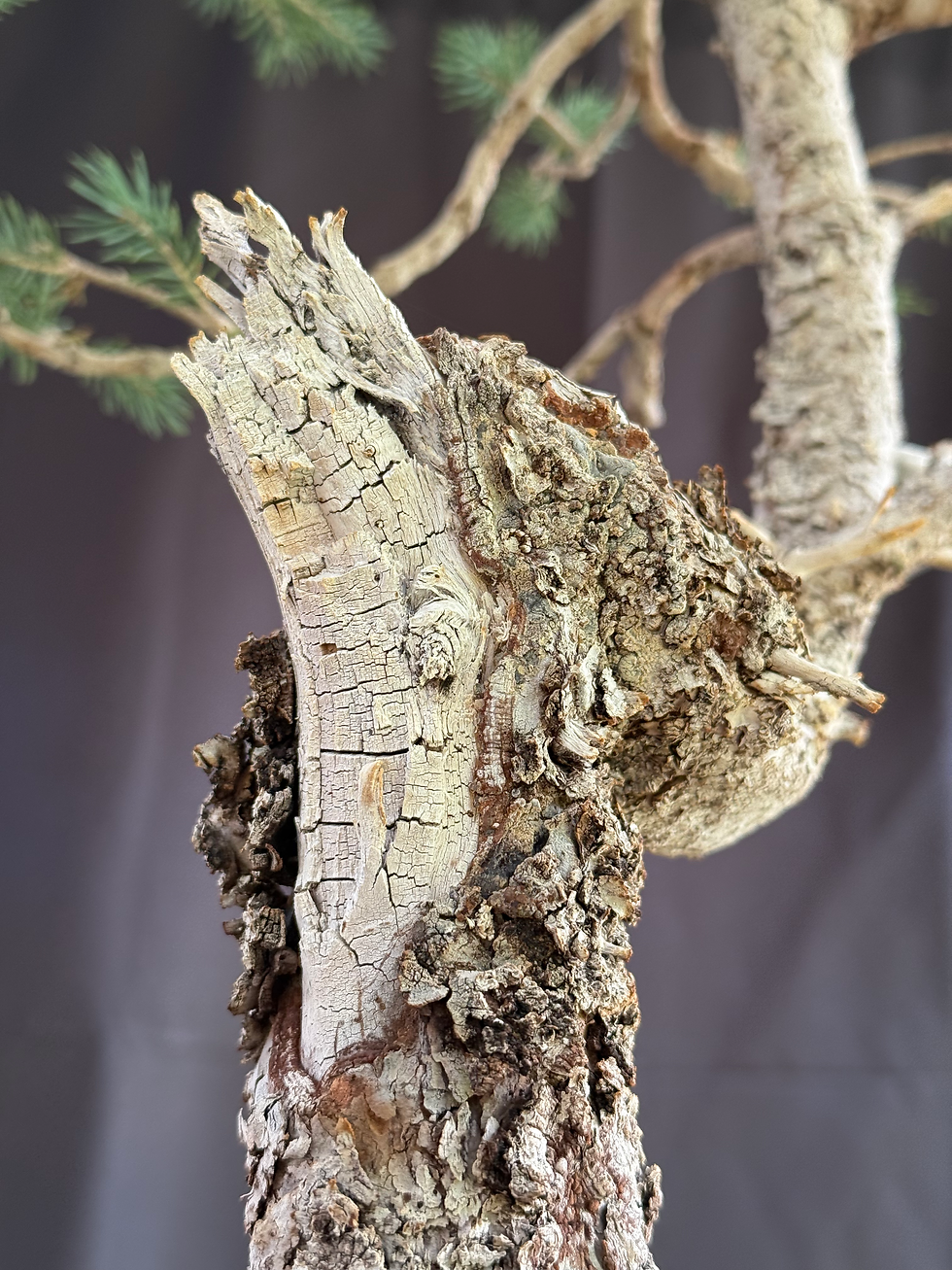 Thumbnail: C3 Englemann Spruce