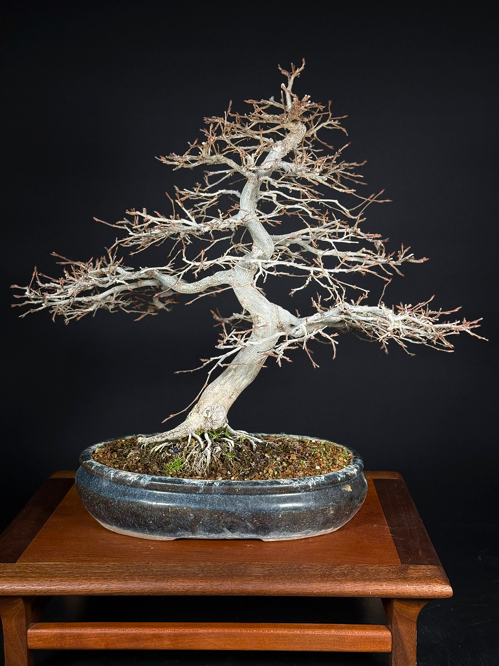 Thumbnail: Korean Hornbeam 