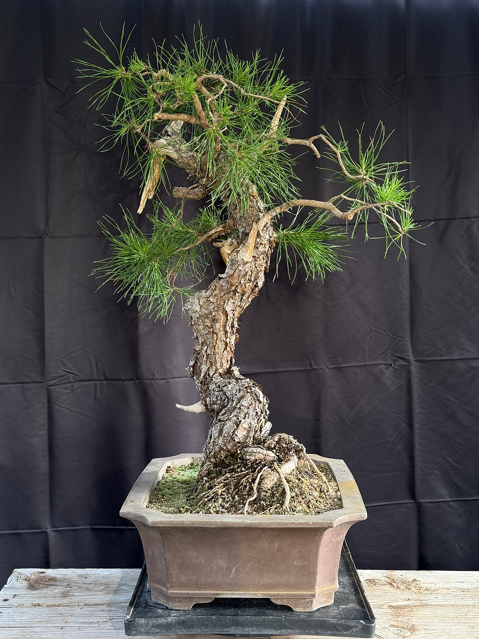 Thumbnail: C15 Virginia Pine (Telperion Farm Grown)