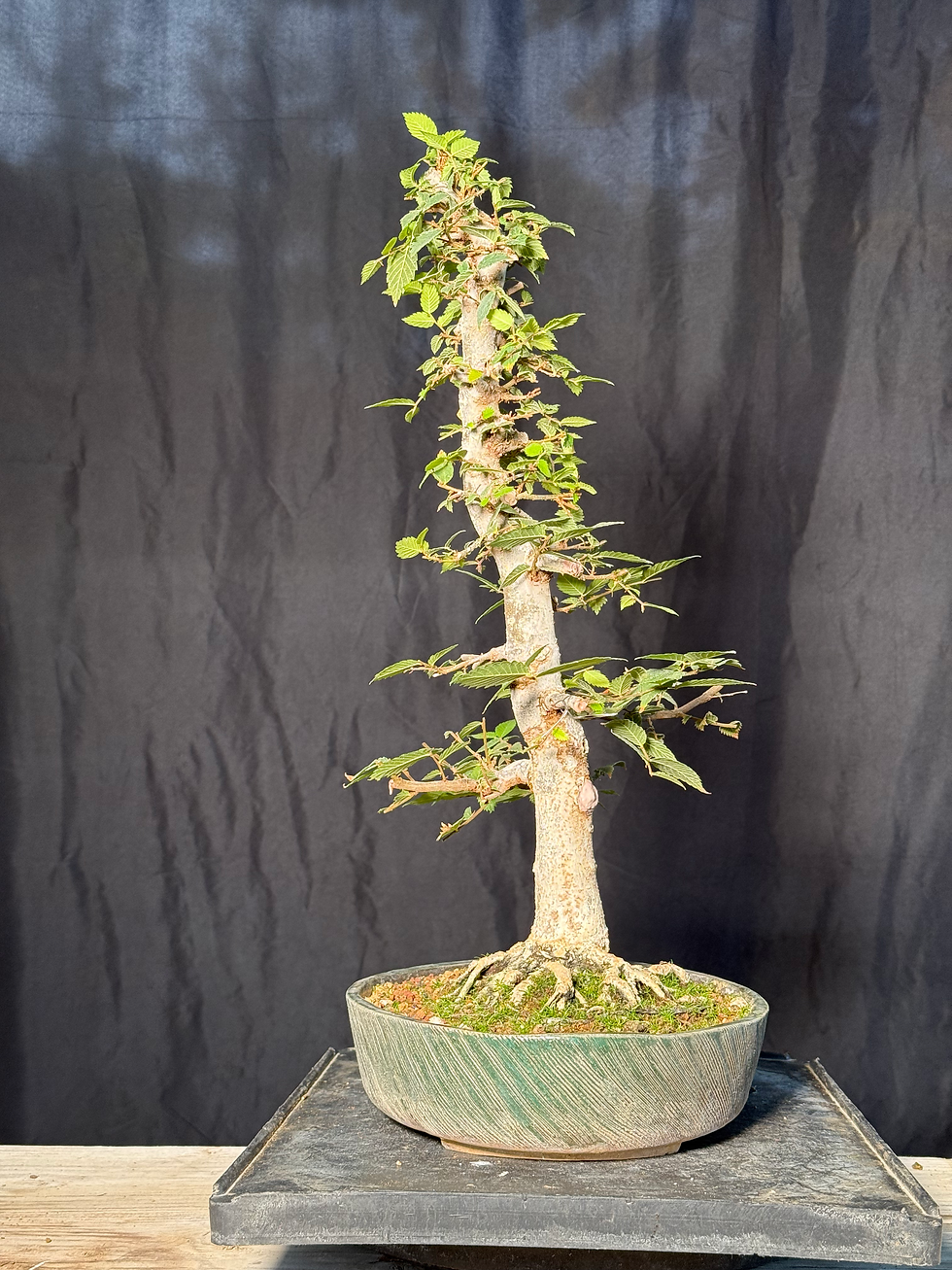 Thumbnail: DE7 Zelkova Elm