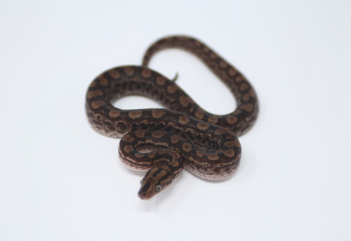 Columbian Rainbow Python EM002 | Animal Ark Pet Store