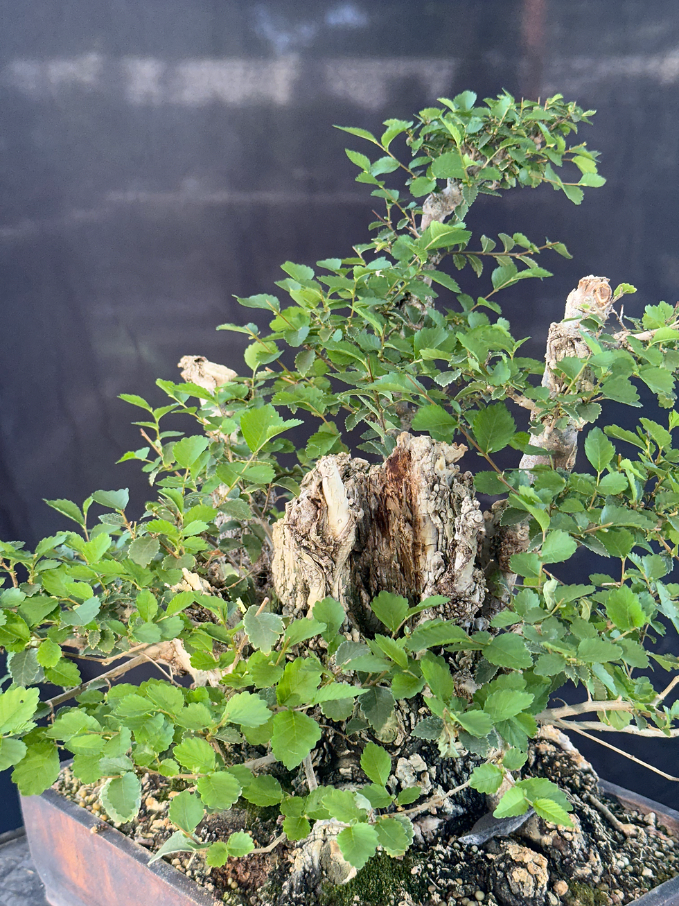 Thumbnail: DE1 Siberian Elm