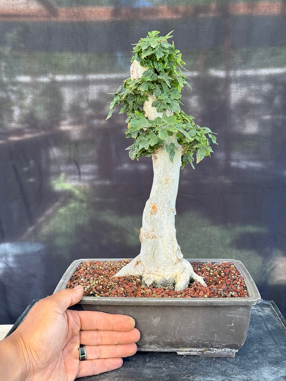 Thumbnail: DM4 Trident Maple