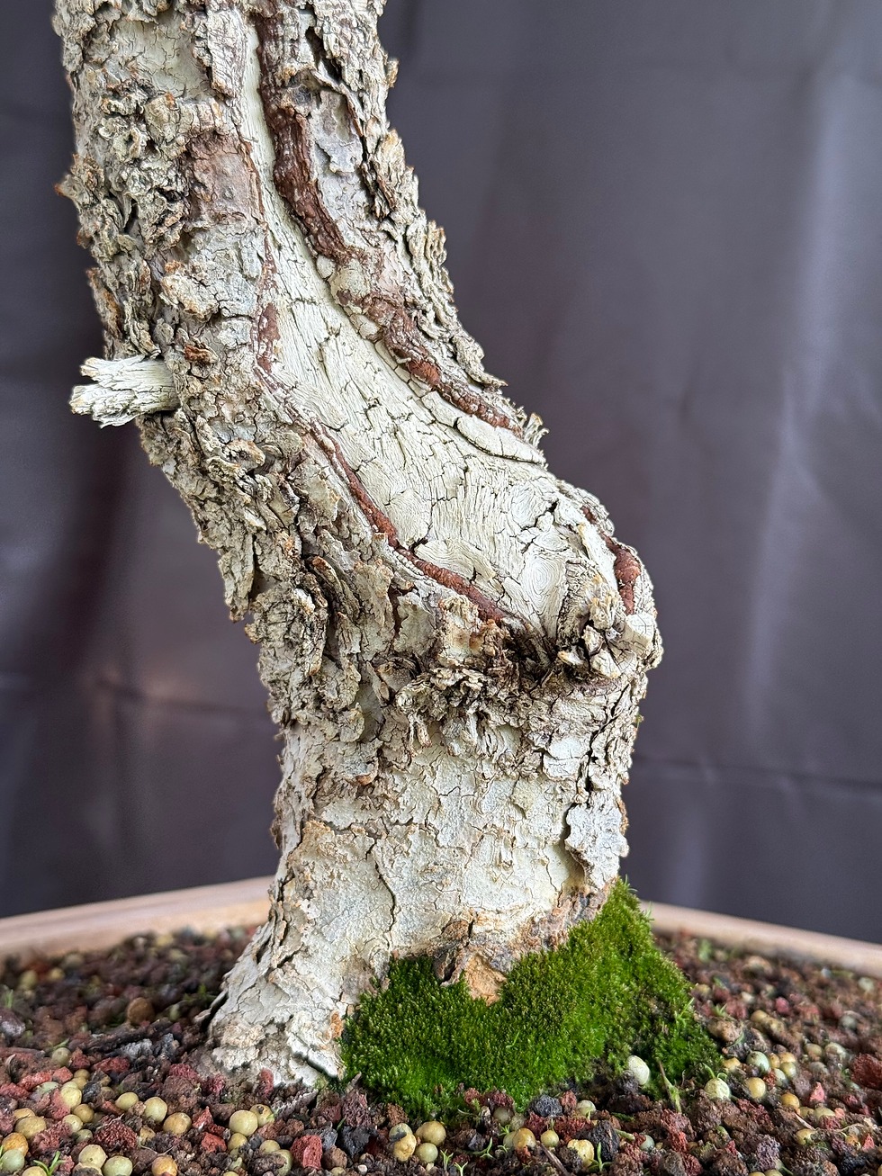 Thumbnail: C3 Englemann Spruce