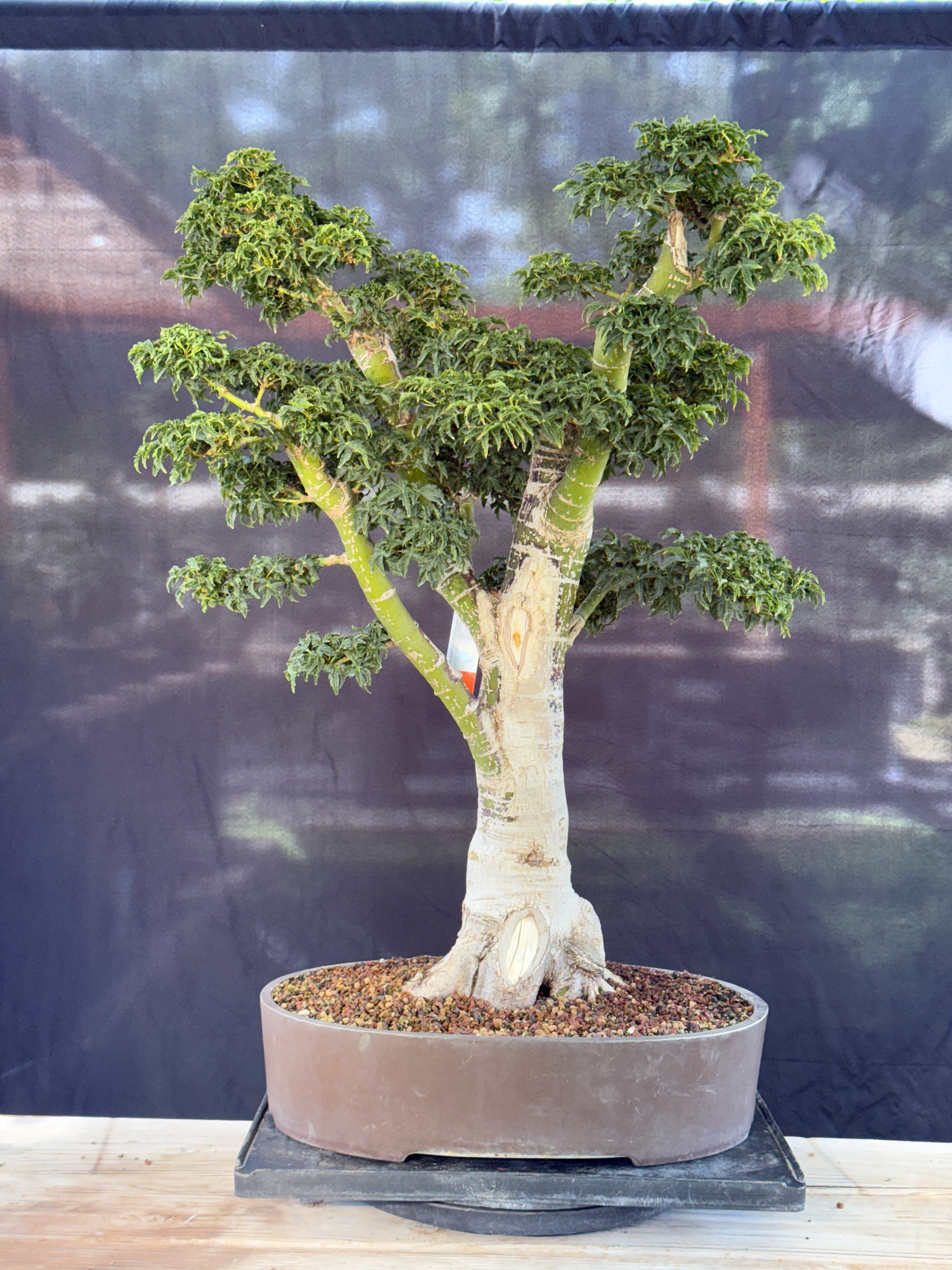 DM9 Shishigashira Japanese Maple