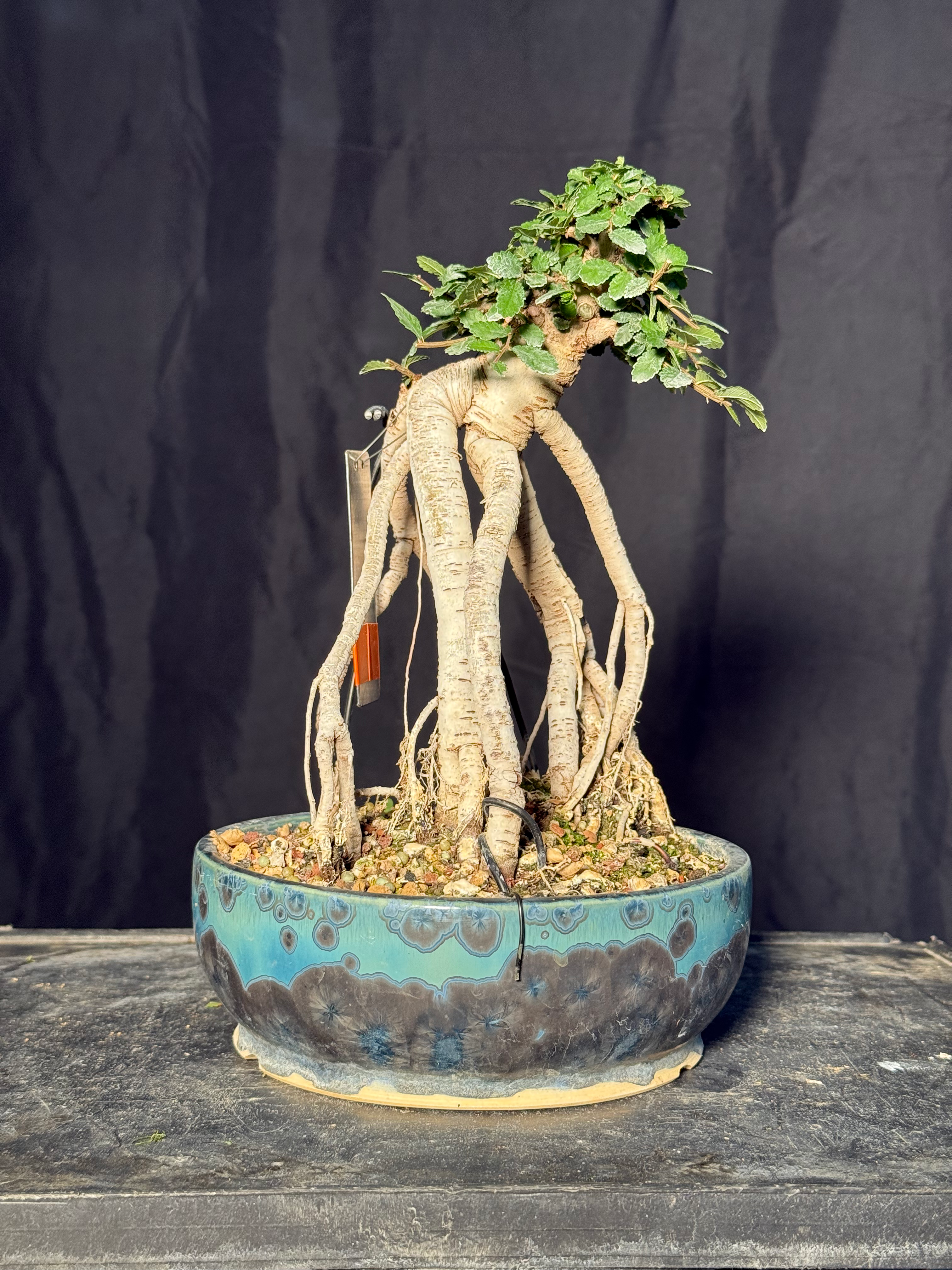 DE8 Chinese Elm