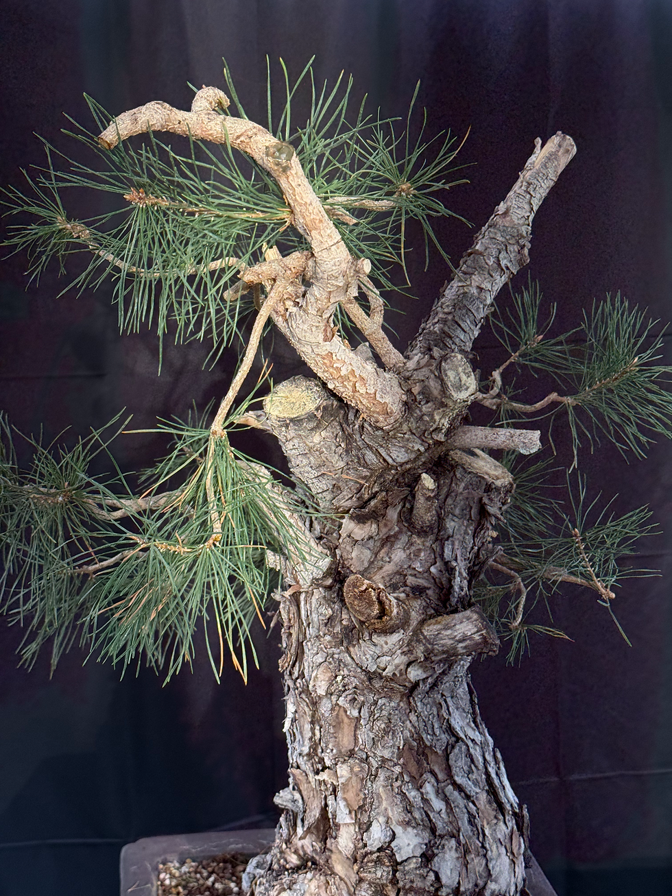 Thumbnail: C14 Scott's Pine (Telperion Farm Grown)