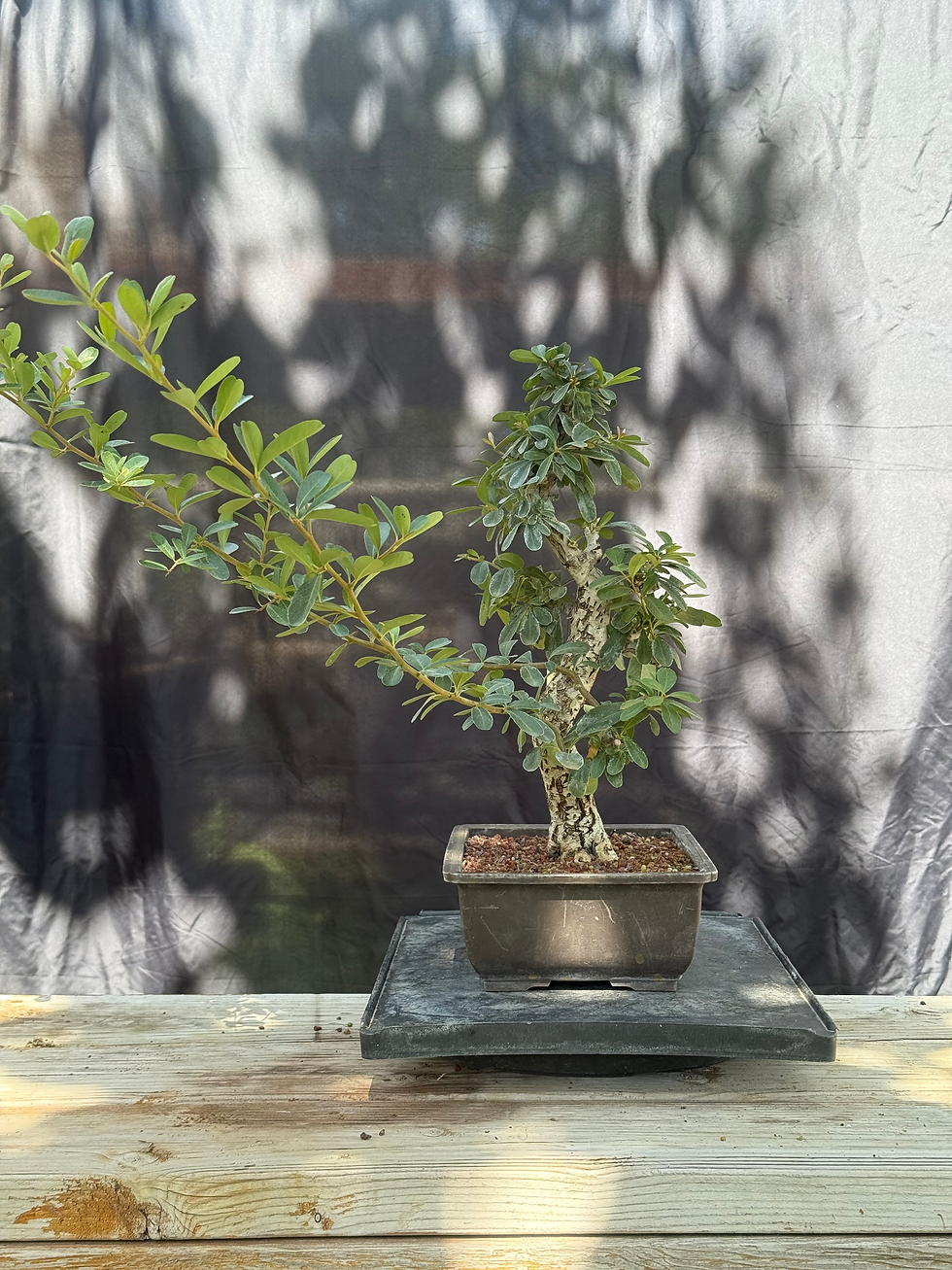 Thumbnail: D49 Pyracantha