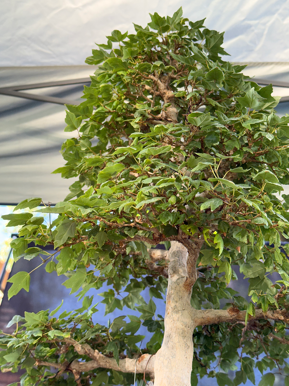 Thumbnail: DM12 Trident Maple