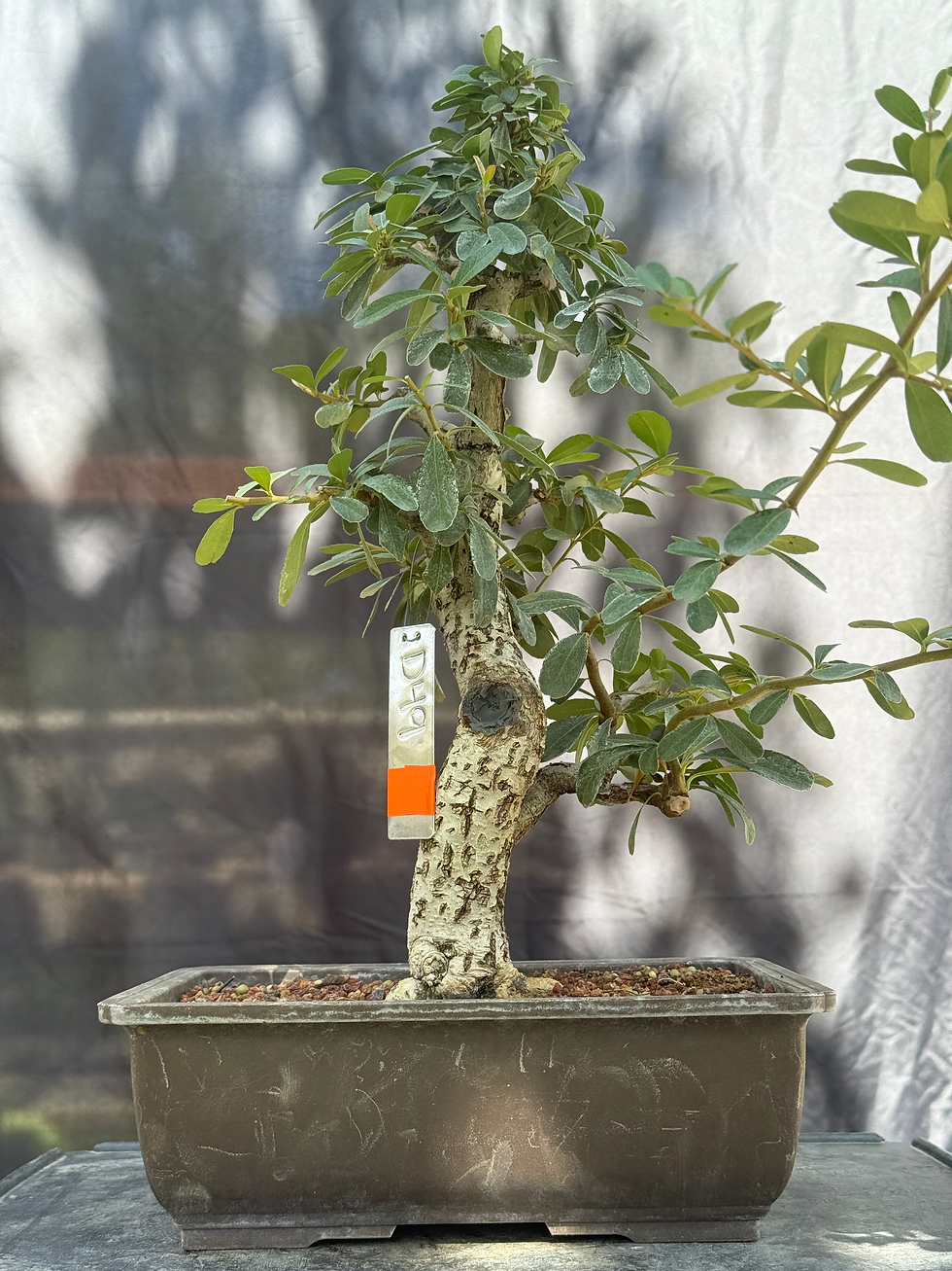 Thumbnail: D49 Pyracantha